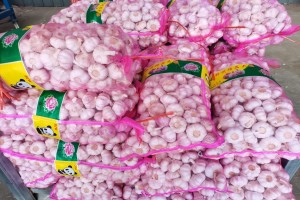 Fresh White Dry Garlic from Egypt